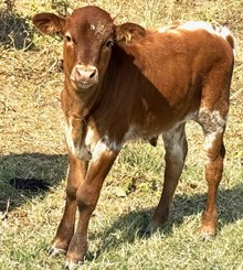 MARLBORO MAN X 20 SADDLES bull