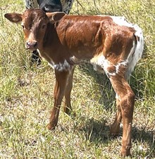 MARLBORO MAN X 20 SADDLES bull