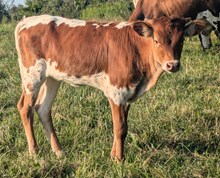 Marlboro Man x Jaunita HEIFER 