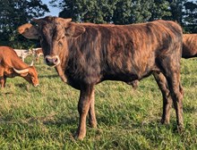 Marlboro Man x Turtle Dove BULL 